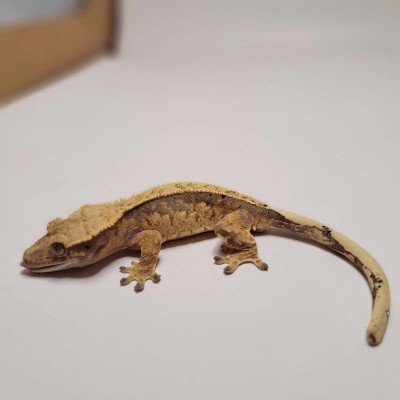 animal image