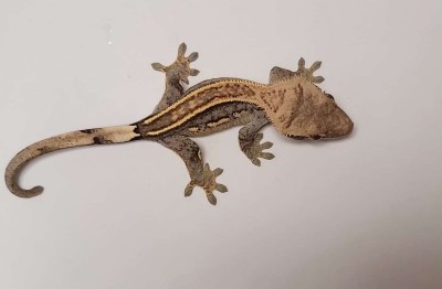 animal image