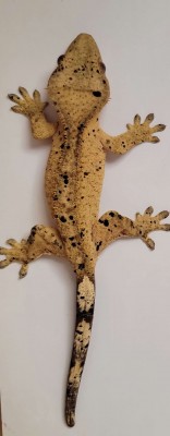 animal image
