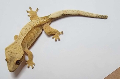 animal image