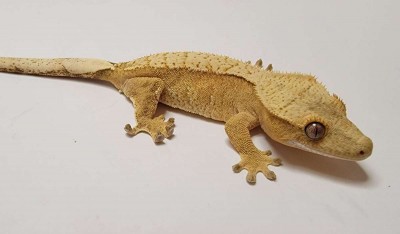 animal image