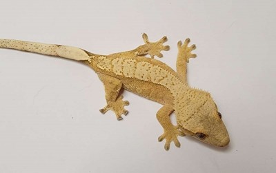 animal image