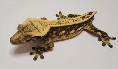 animal image