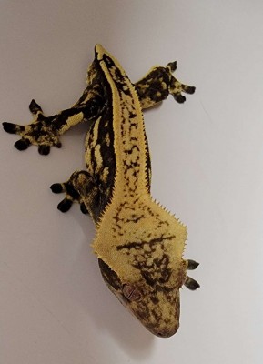 animal image