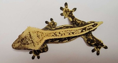 animal image