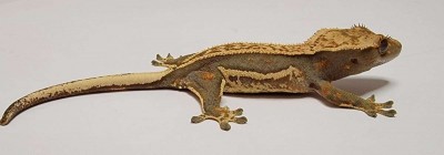 animal image