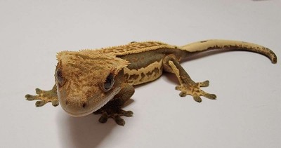 animal image