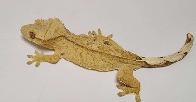 animal image