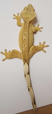 animal image