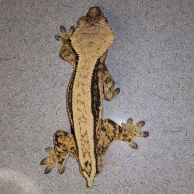 animal image