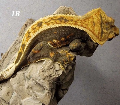 animal image