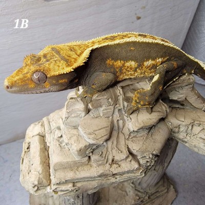 animal image