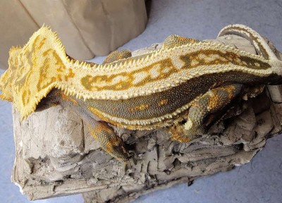 animal image