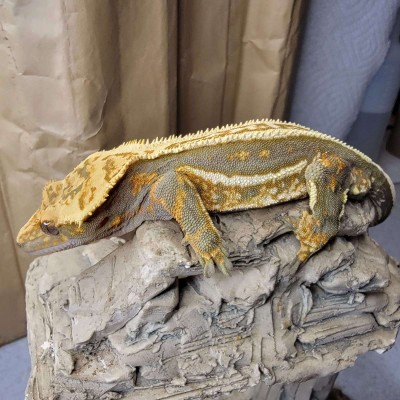 animal image