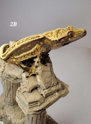 animal image