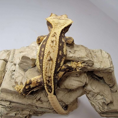 animal image