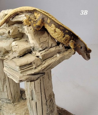 animal image