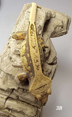 animal image