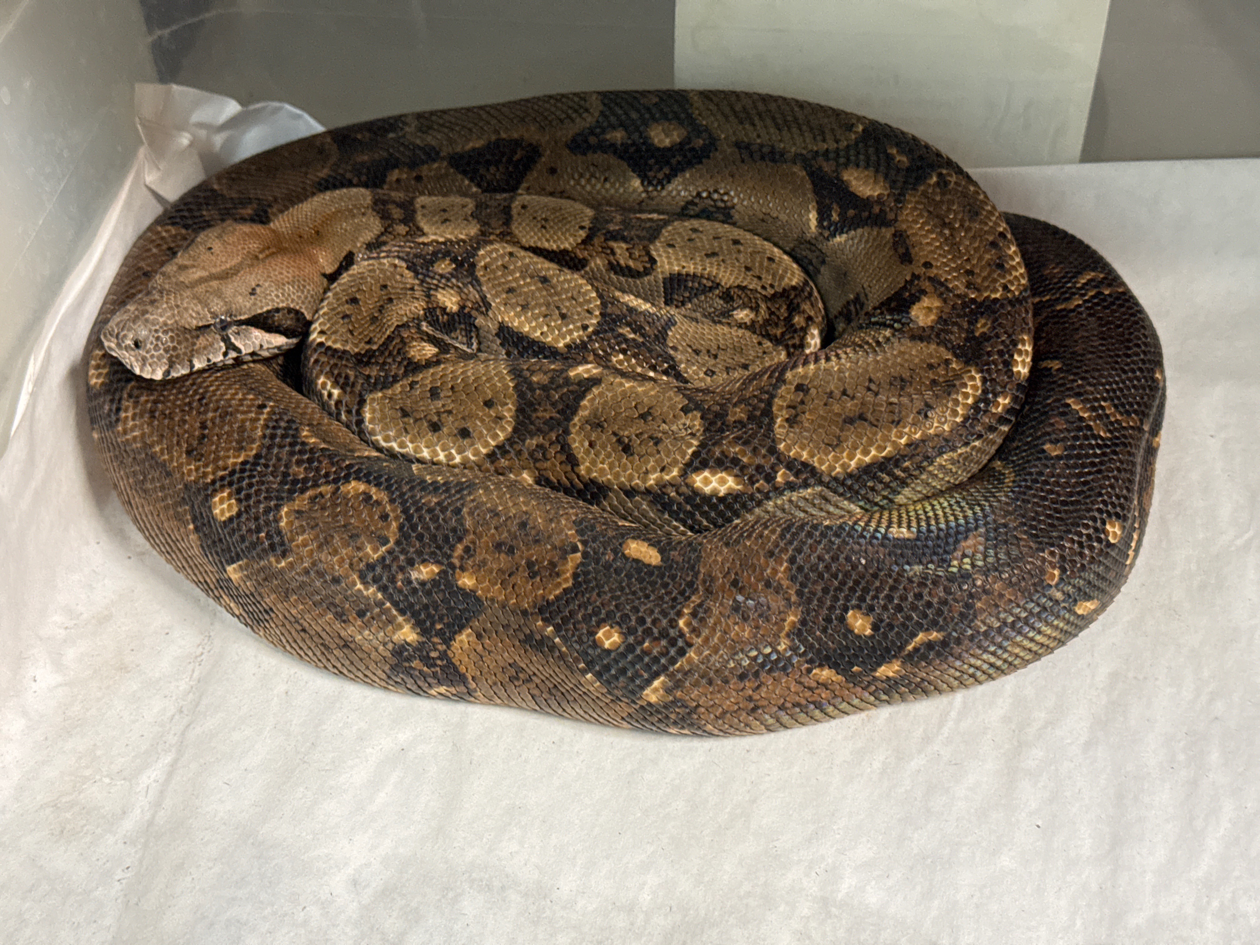 Kaa