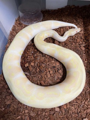 animal image