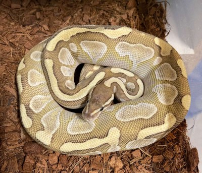 animal image