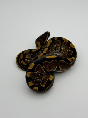 animal image
