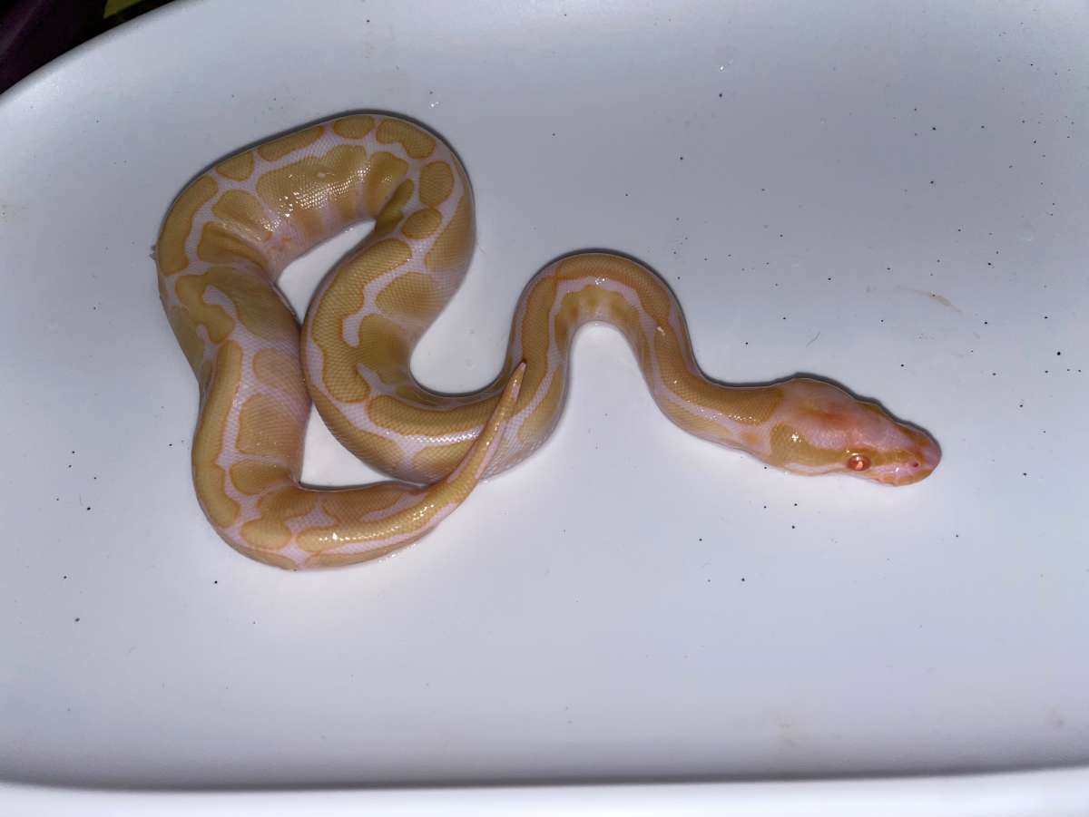 animal image