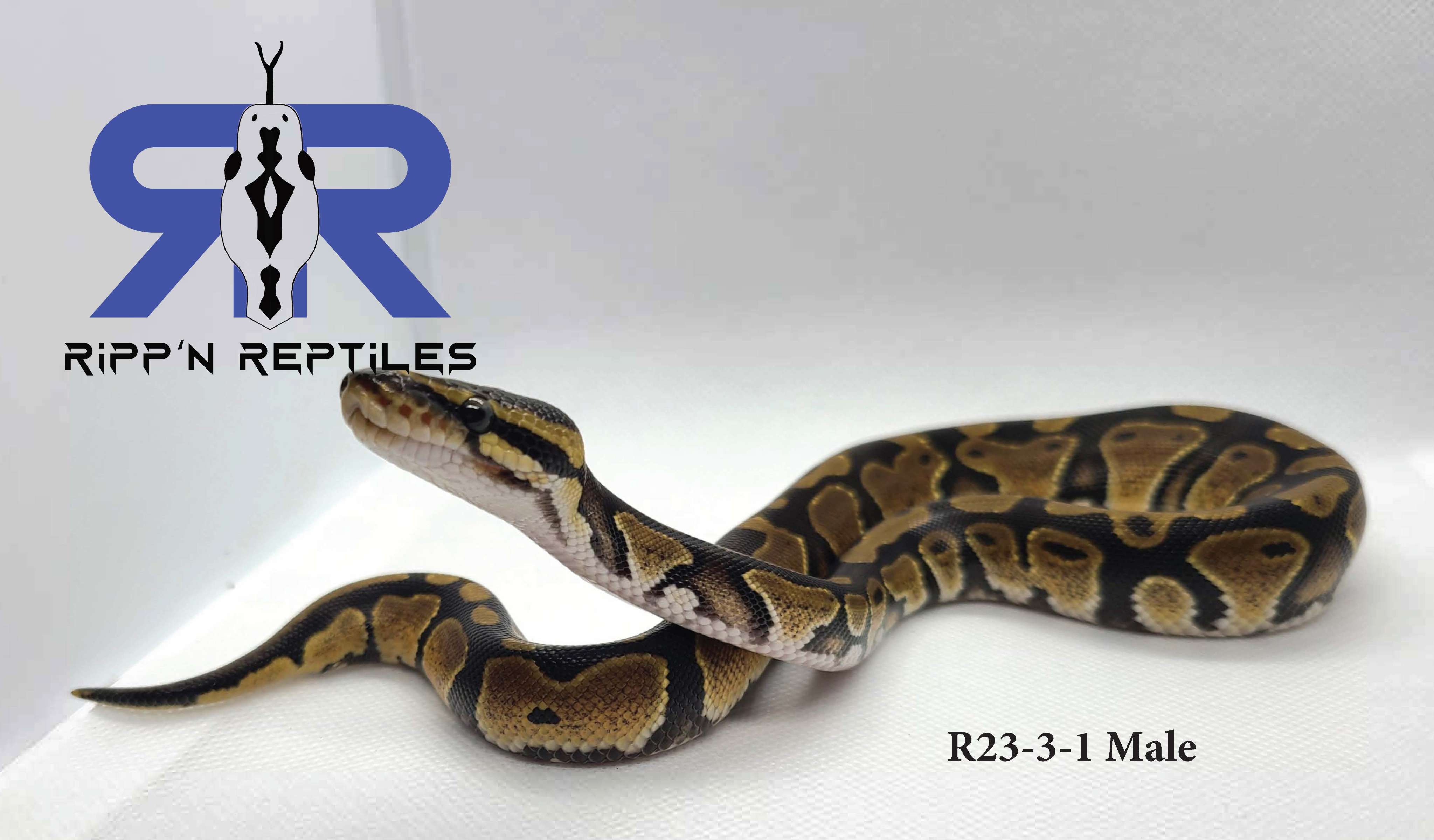 animal image