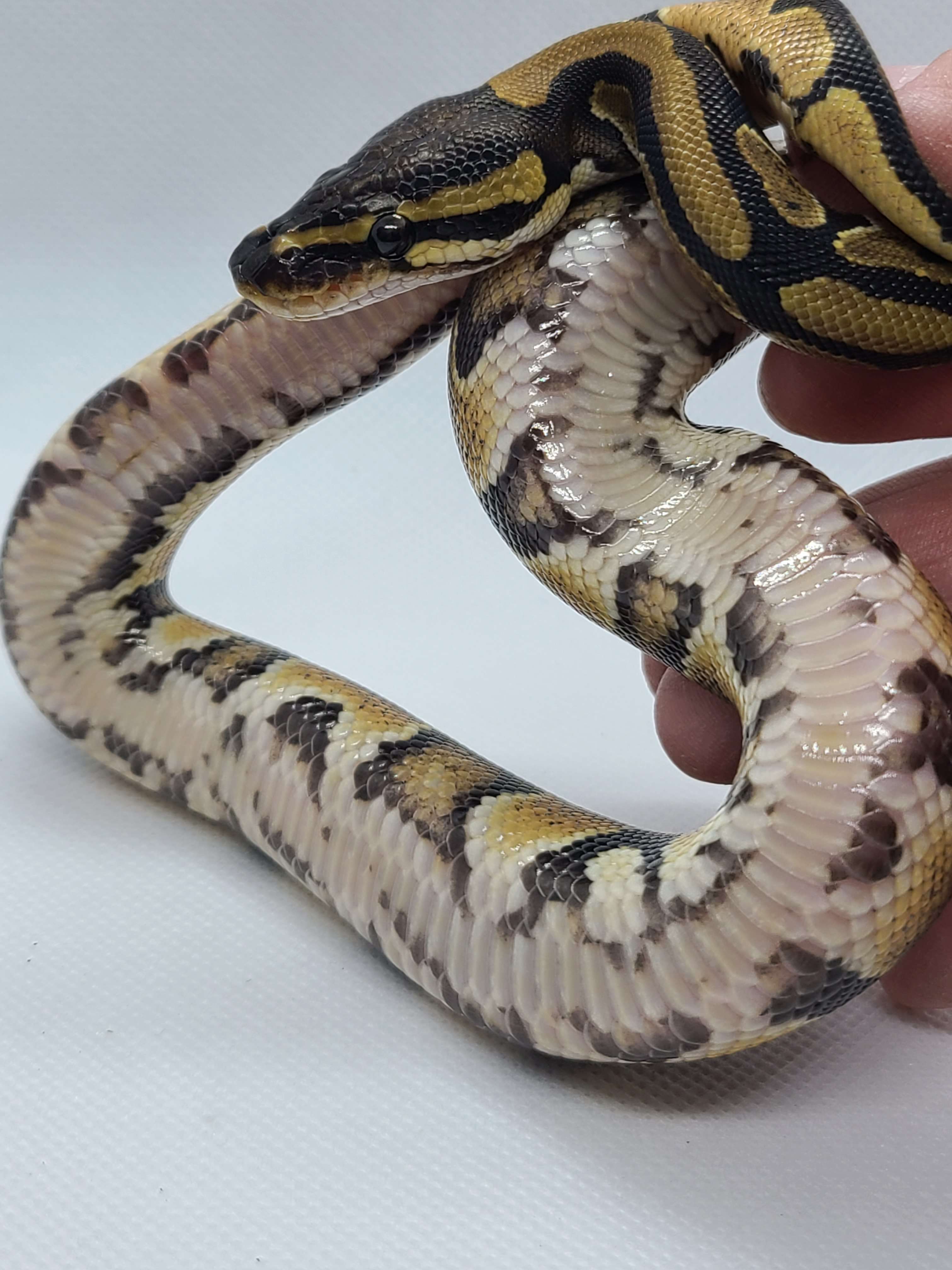 animal image