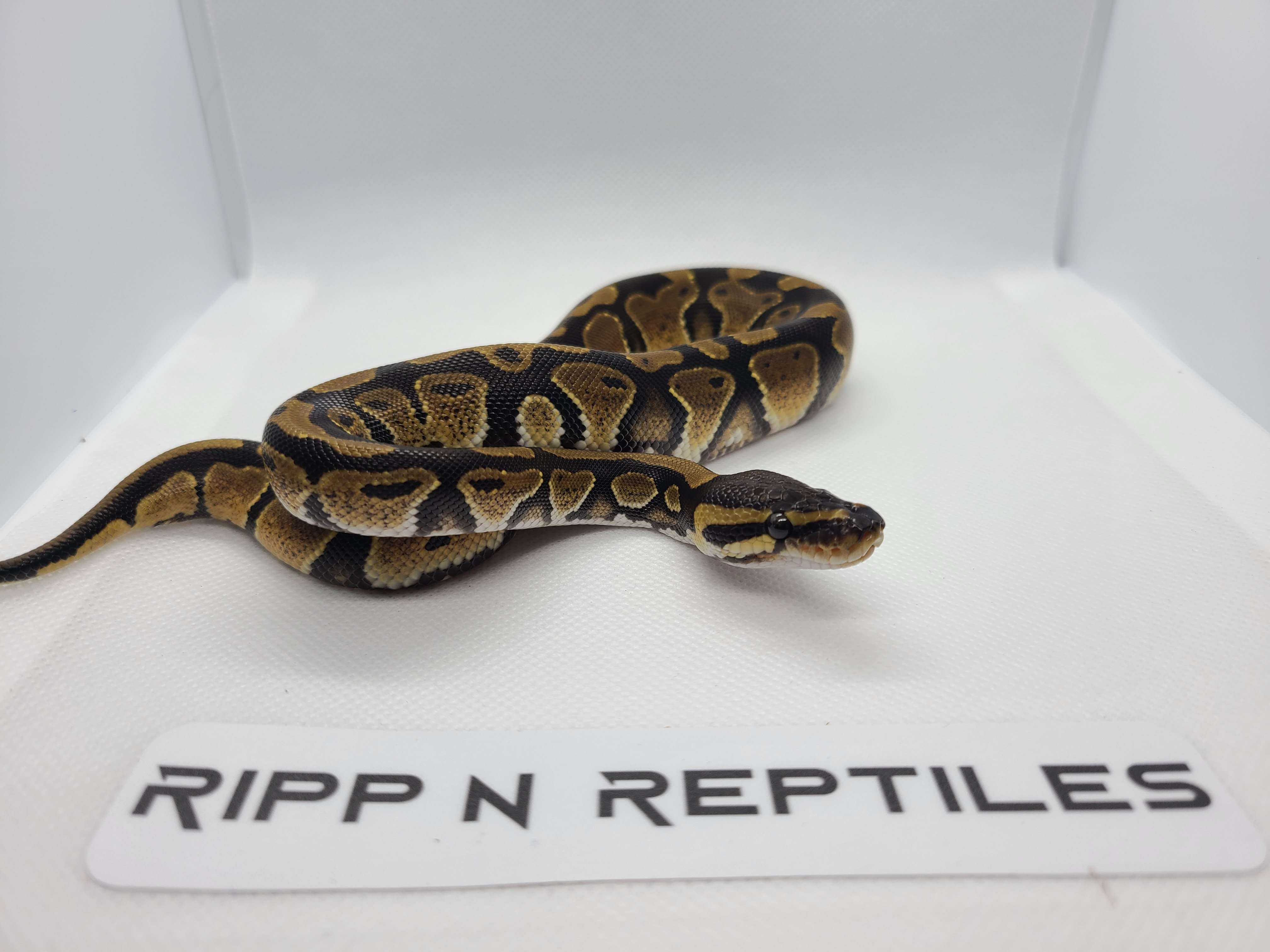 animal image