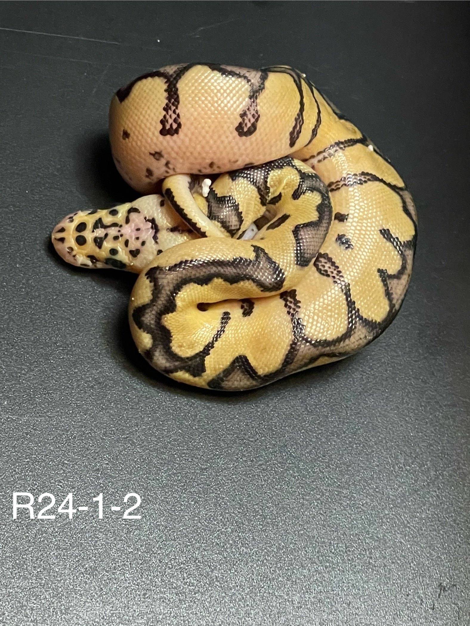 animal image
