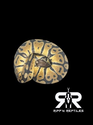 animal image