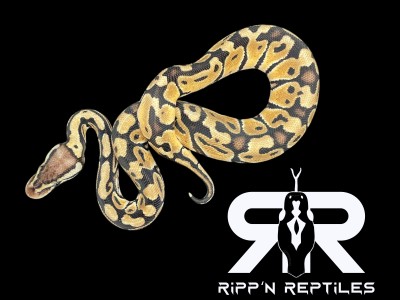 animal image
