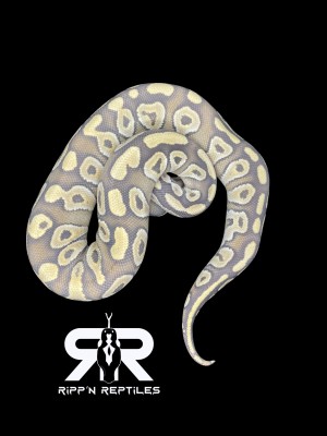 animal image
