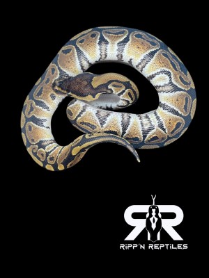 animal image