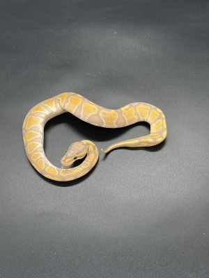 animal image