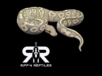 animal image