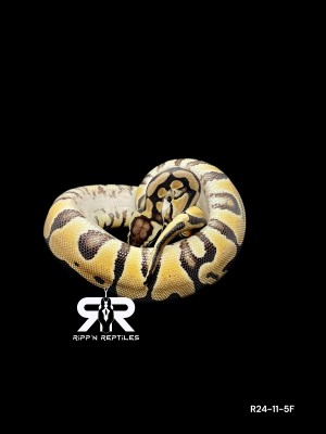 animal image