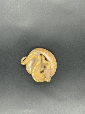 animal image