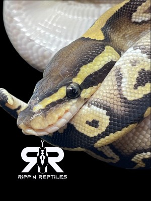 animal image
