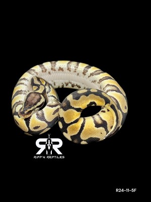 animal image