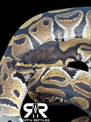 animal image