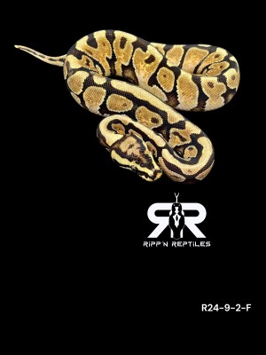 animal image