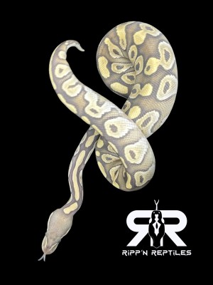 animal image