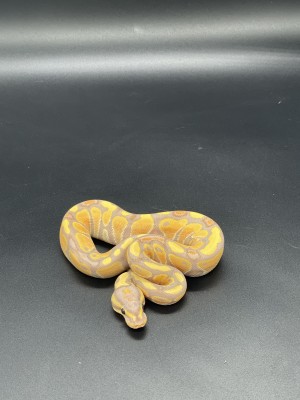 animal image