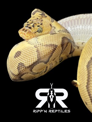 animal image