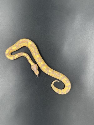 animal image