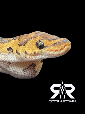 animal image