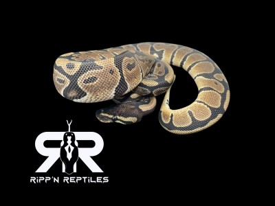 animal image