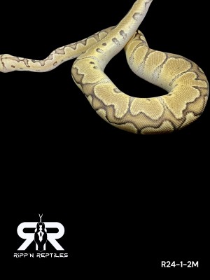 animal image